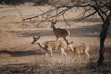 Somnath-5